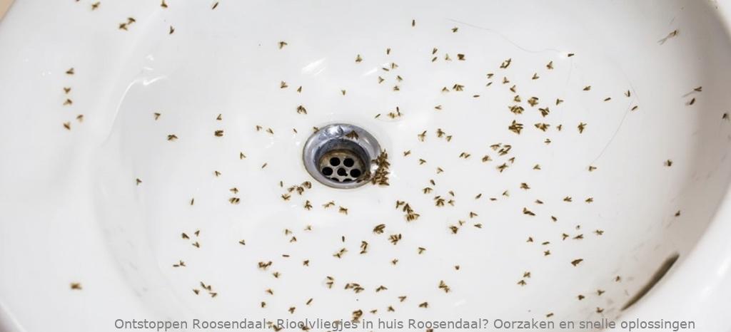 Rioolvliegjes in huis Roosendaal? Oorzaken en snelle oplossingen